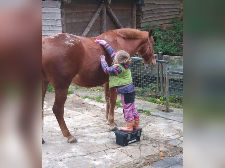 Plus de chevaux à sang chaud Croisé Jument 10 Ans 161 cm Alezan in Engelskirchen