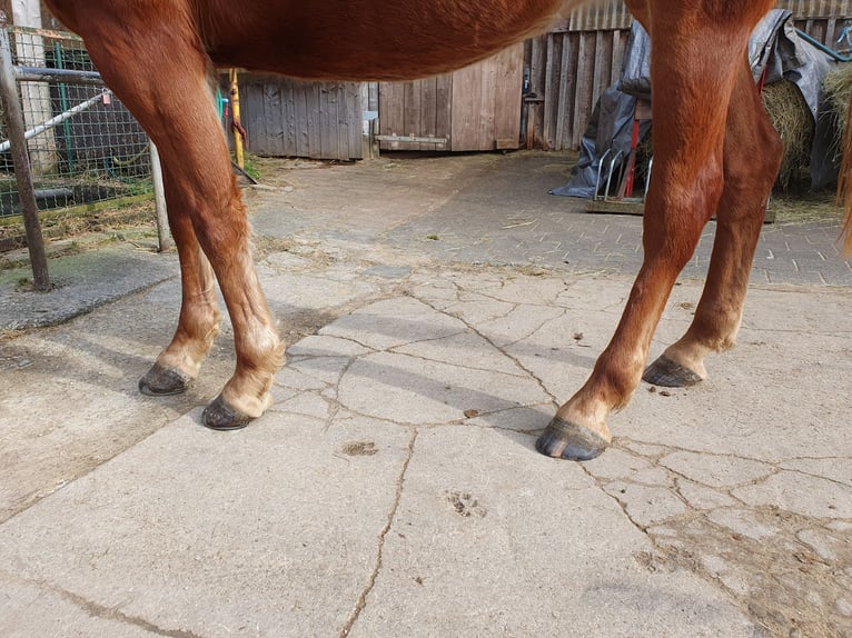 Plus de chevaux à sang chaud Croisé Jument 10 Ans 161 cm Alezan in Engelskirchen