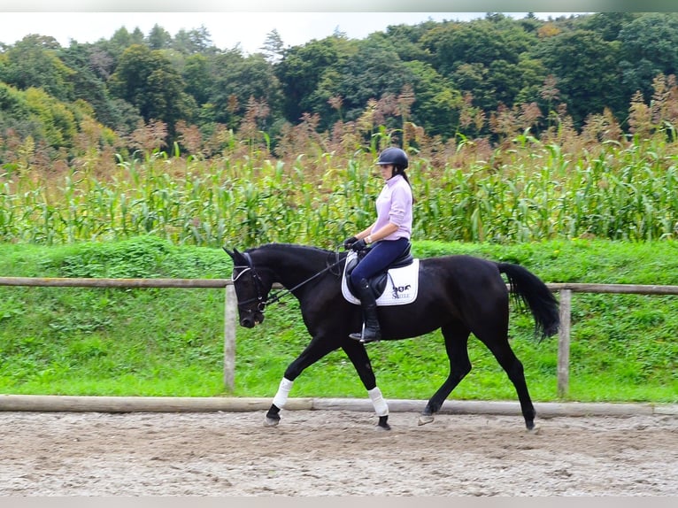 Plus de chevaux à sang chaud Jument 10 Ans 162 cm Noir in Wellheim