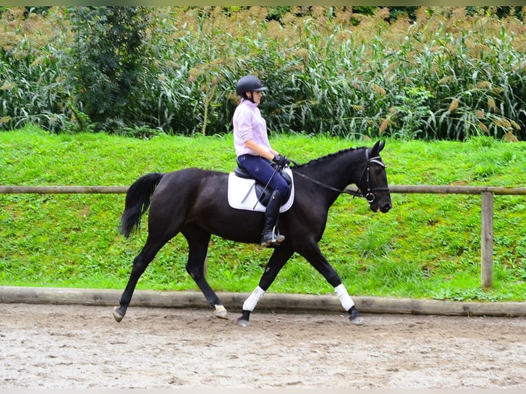 Plus de chevaux à sang chaud Jument 10 Ans 162 cm Noir in Wellheim