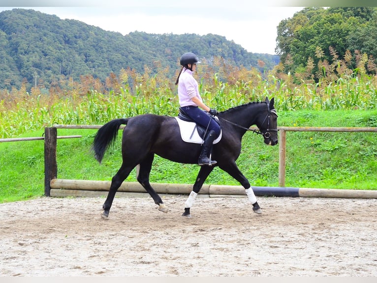 Plus de chevaux à sang chaud Jument 10 Ans 162 cm Noir in Wellheim