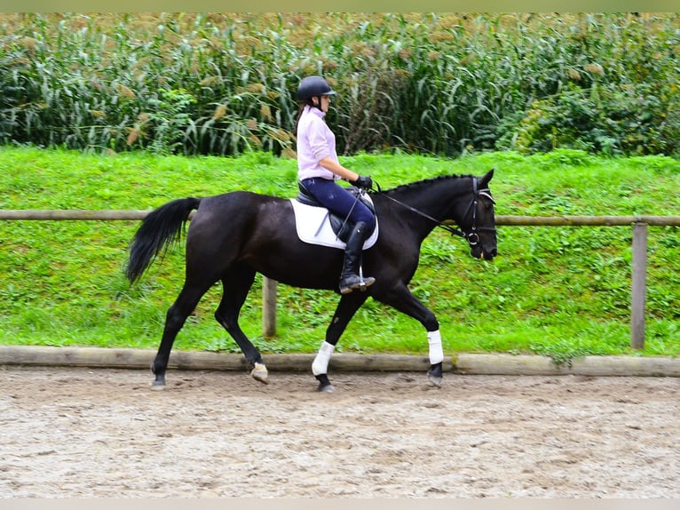 Plus de chevaux à sang chaud Jument 10 Ans 162 cm Noir in Wellheim