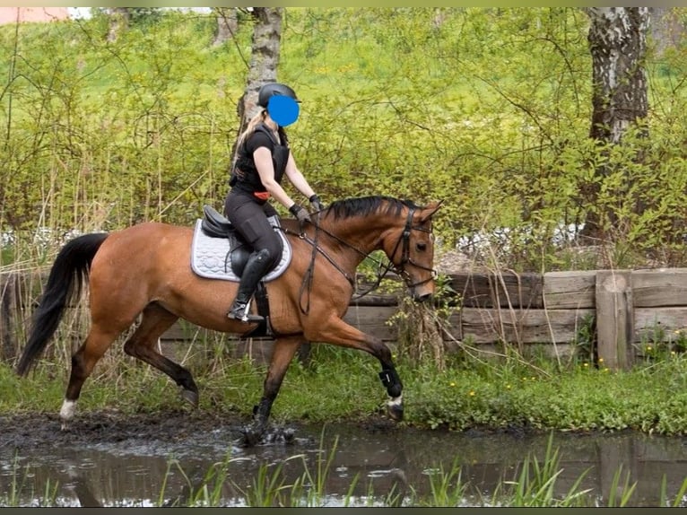 Plus de chevaux à sang chaud Jument 10 Ans 165 cm Bai clair in Buchholz in der Nordheide