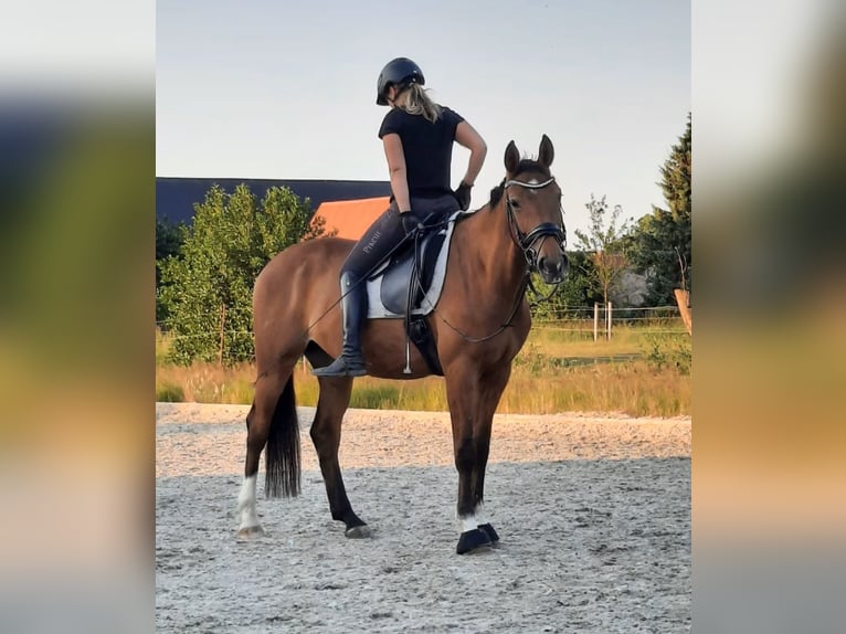 Plus de chevaux à sang chaud Jument 10 Ans 165 cm Bai clair in Buchholz in der Nordheide