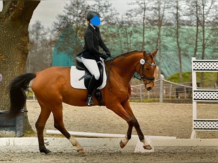 Plus de chevaux à sang chaud Jument 10 Ans 165 cm Bai clair in Buchholz in der Nordheide