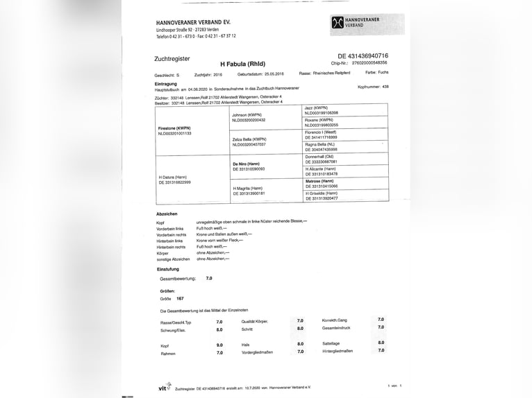 Plus de chevaux à sang chaud Jument 10 Ans 167 cm Alezan in Ahlerstedt