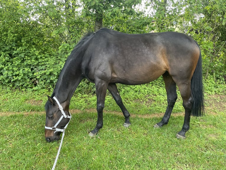 Plus de chevaux à sang chaud Croisé Jument 10 Ans 168 cm Bai brun in Noertzange