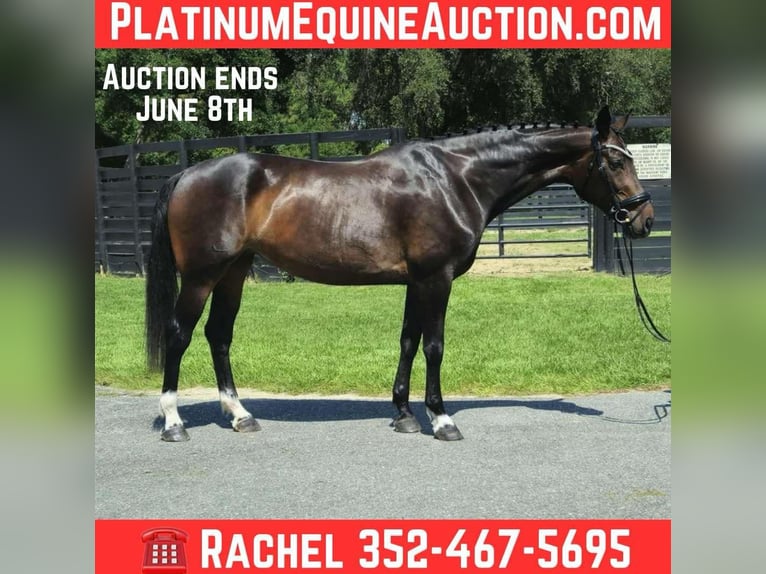 Plus de chevaux à sang chaud Jument 10 Ans 168 cm Bai cerise in Ocala FL