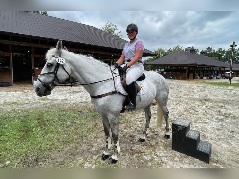Plus de chevaux à sang chaud Jument 10 Ans 170 cm Gris pommelé in Potsdam