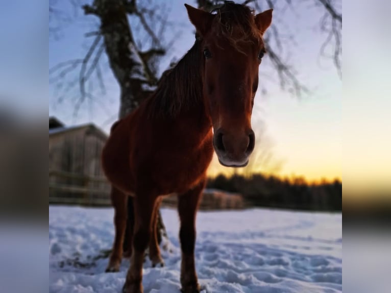 Plus de chevaux à sang chaud Croisé Jument 11 Ans 142 cm Bai in Neureichenau