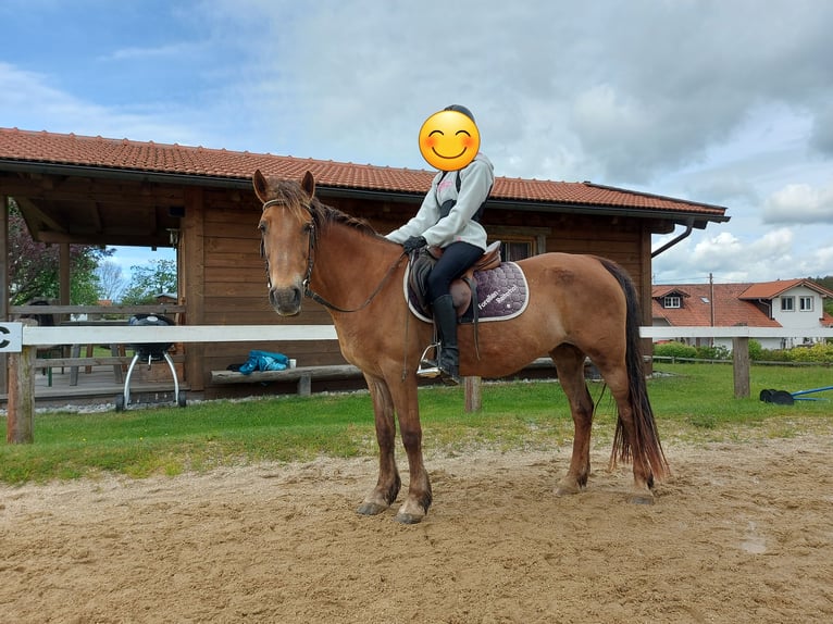 Plus de chevaux à sang chaud Croisé Jument 11 Ans 142 cm Bai in Neureichenau