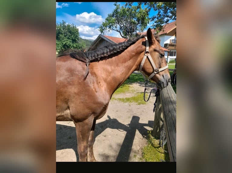 Plus de chevaux à sang chaud Croisé Jument 11 Ans 142 cm Bai in Neureichenau