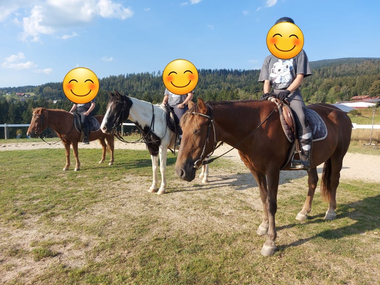 Plus de chevaux à sang chaud Croisé Jument 11 Ans 142 cm Bai in Neureichenau