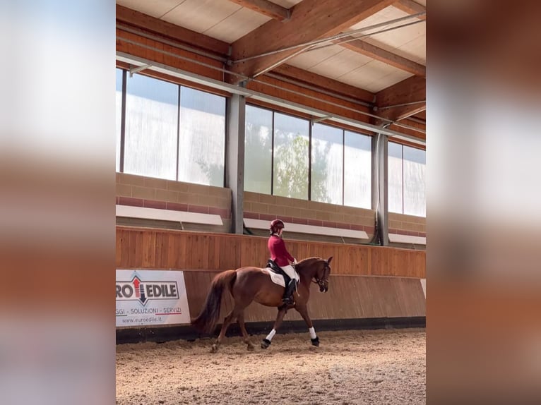 Plus de chevaux à sang chaud Jument 11 Ans 146 cm Alezan brûlé in Falze&#x27;