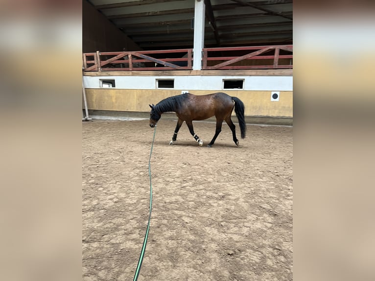 Plus de chevaux à sang chaud Jument 11 Ans 150 cm Bai in Gaildorf