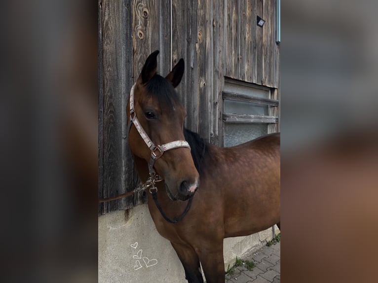 Plus de chevaux à sang chaud Jument 11 Ans 150 cm Bai in Gaildorf