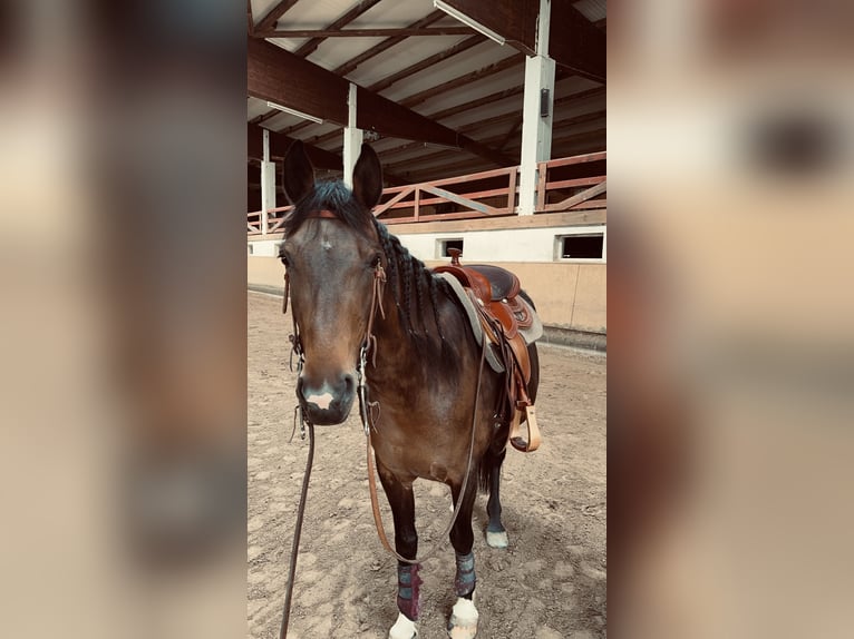 Plus de chevaux à sang chaud Jument 11 Ans 150 cm Bai in Gaildorf