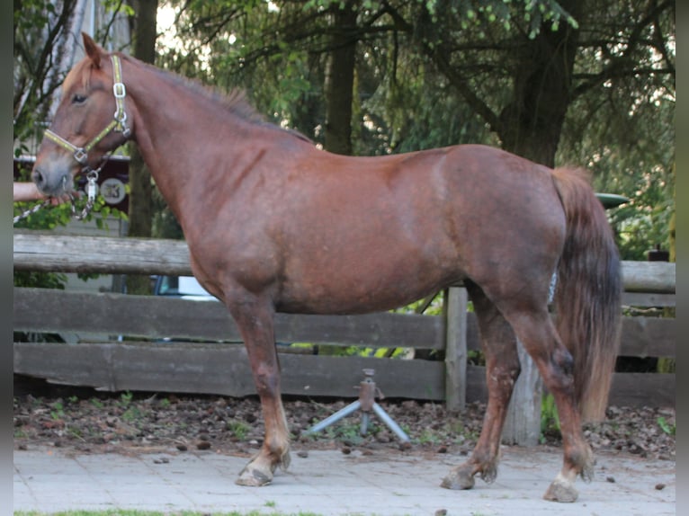 Plus de chevaux à sang chaud Jument 11 Ans 156 cm Alezan brûlé in Gemmerich