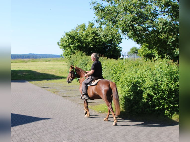 Plus de chevaux à sang chaud Jument 11 Ans 156 cm Alezan brûlé in Gemmerich