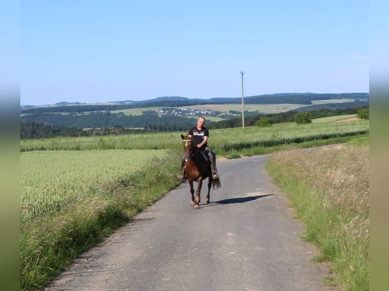 Plus de chevaux à sang chaud Jument 11 Ans 156 cm Alezan brûlé in Gemmerich