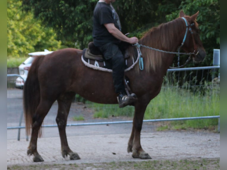 Plus de chevaux à sang chaud Jument 11 Ans 156 cm Alezan brûlé in Gemmerich