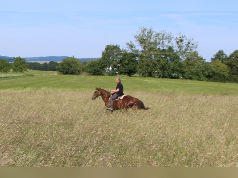 Plus de chevaux à sang chaud Jument 11 Ans 156 cm Alezan brûlé in Gemmerich