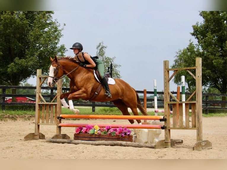 Plus de chevaux à sang chaud Jument 11 Ans 157 cm Alezan brûlé in Highland, MI