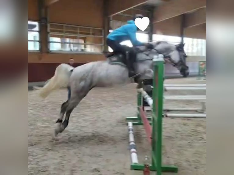 Plus de chevaux à sang chaud Jument 11 Ans 160 cm Gris in Balingen