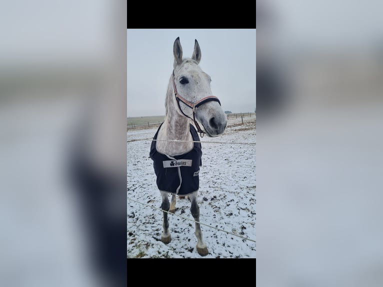Plus de chevaux à sang chaud Jument 11 Ans 160 cm Gris in Balingen