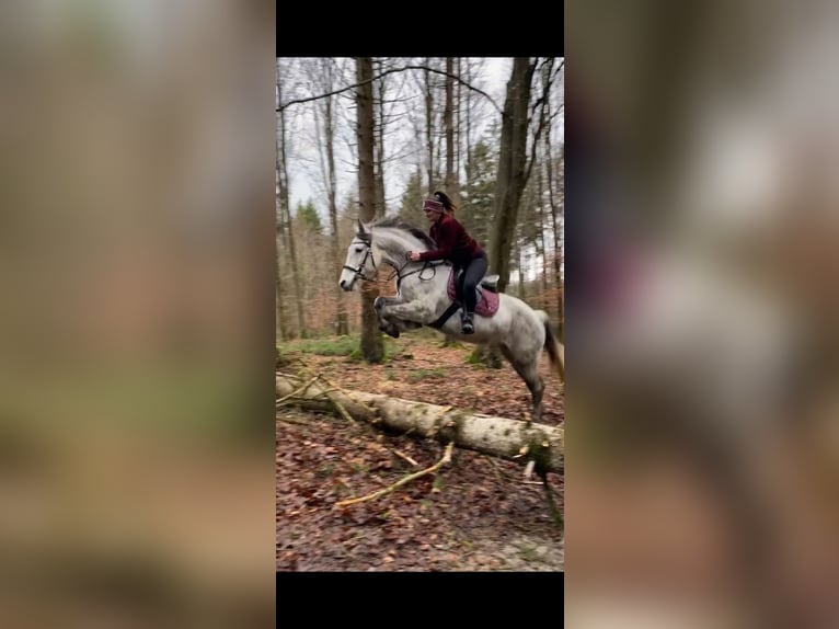 Plus de chevaux à sang chaud Jument 11 Ans 160 cm Gris pommelé in Mengkofen