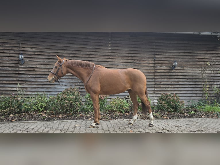 Plus de chevaux à sang chaud Jument 11 Ans 161 cm Alezan in Minden