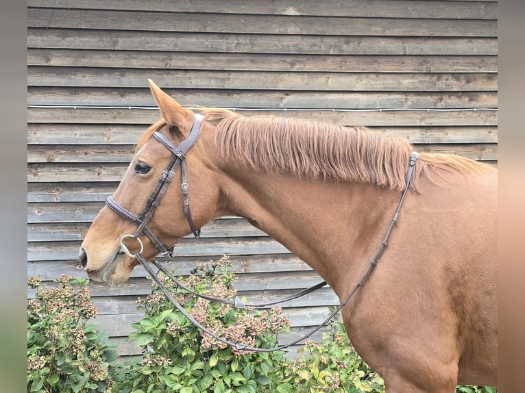 Plus de chevaux à sang chaud Jument 11 Ans 161 cm Alezan in Minden