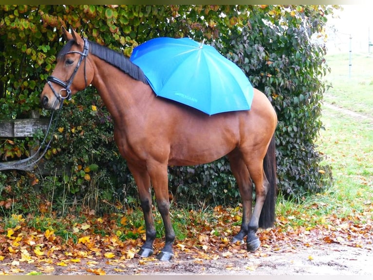 Plus de chevaux à sang chaud Jument 11 Ans 163 cm Bai in Ansbach