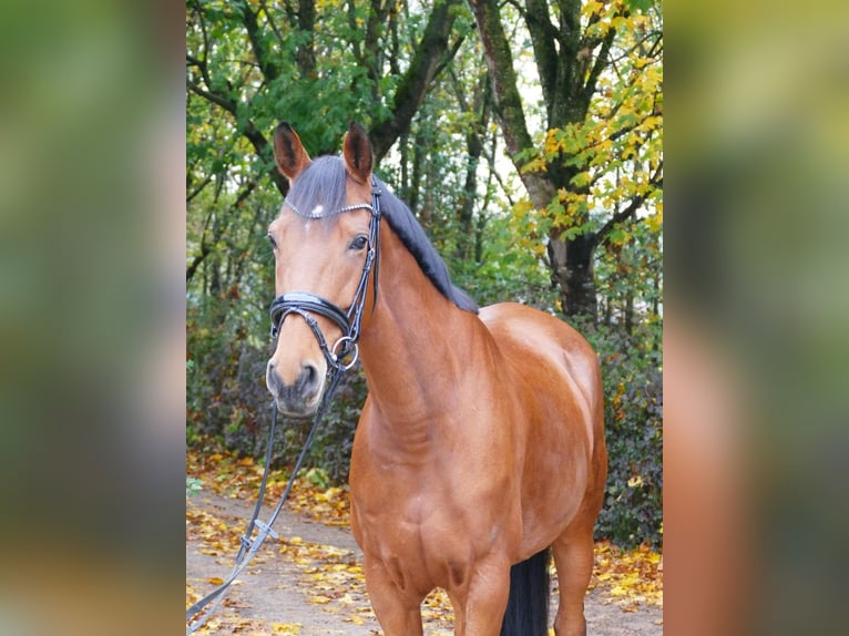 Plus de chevaux à sang chaud Jument 11 Ans 163 cm Bai in Ansbach