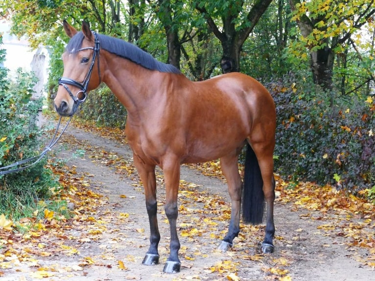 Plus de chevaux à sang chaud Jument 11 Ans 163 cm Bai in Ansbach