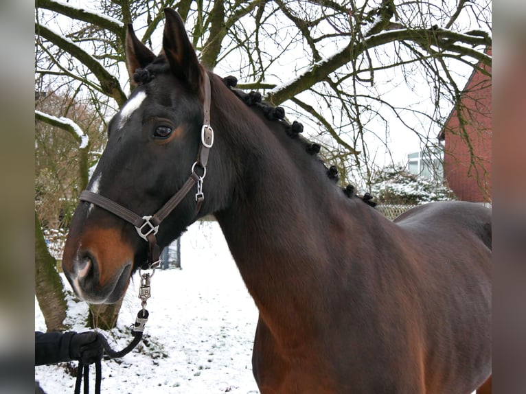 Plus de chevaux à sang chaud Jument 11 Ans 163 cm Bai in Dorsten