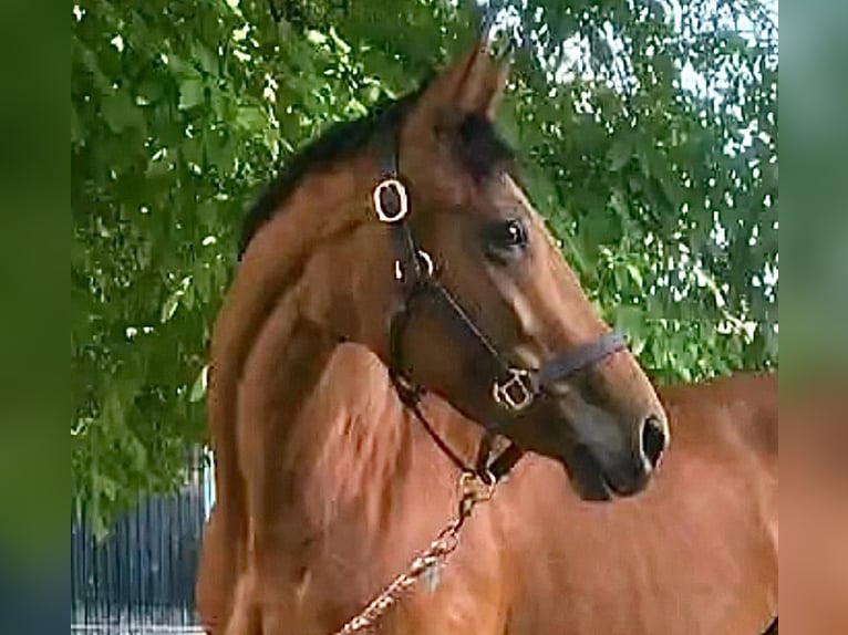 Plus de chevaux à sang chaud Jument 11 Ans 163 cm Bai in Bischofsheim