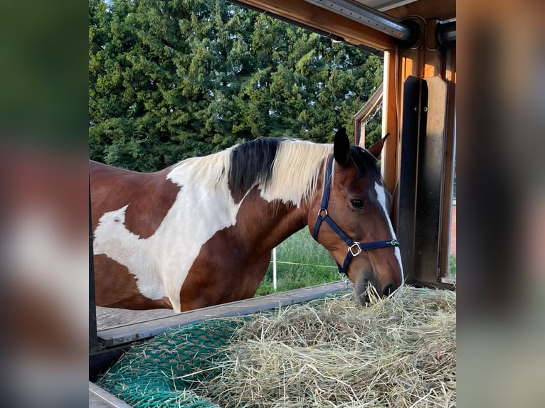 Plus de chevaux à sang chaud Croisé Jument 11 Ans 163 cm Pinto in Ins