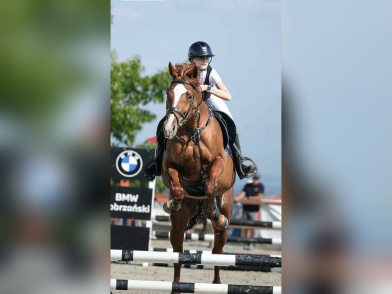 Plus de chevaux à sang chaud Jument 11 Ans 167 cm Alezan in Łazy