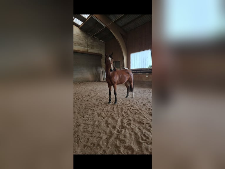 Plus de chevaux à sang chaud Jument 11 Ans 168 cm Bai in Sipbachzell