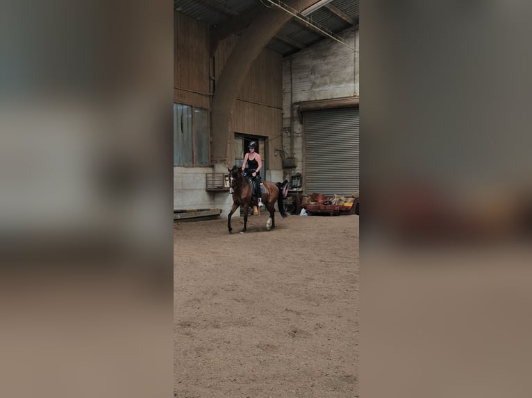 Plus de chevaux à sang chaud Jument 11 Ans 168 cm Bai in Sipbachzell