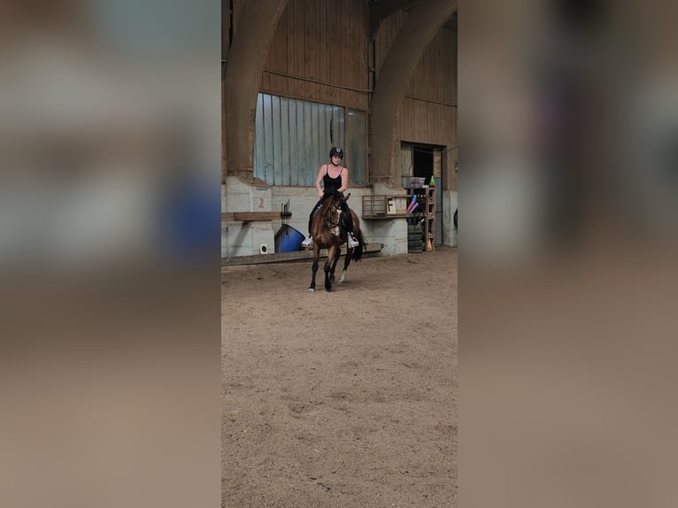 Plus de chevaux à sang chaud Jument 11 Ans 168 cm Bai in Sipbachzell