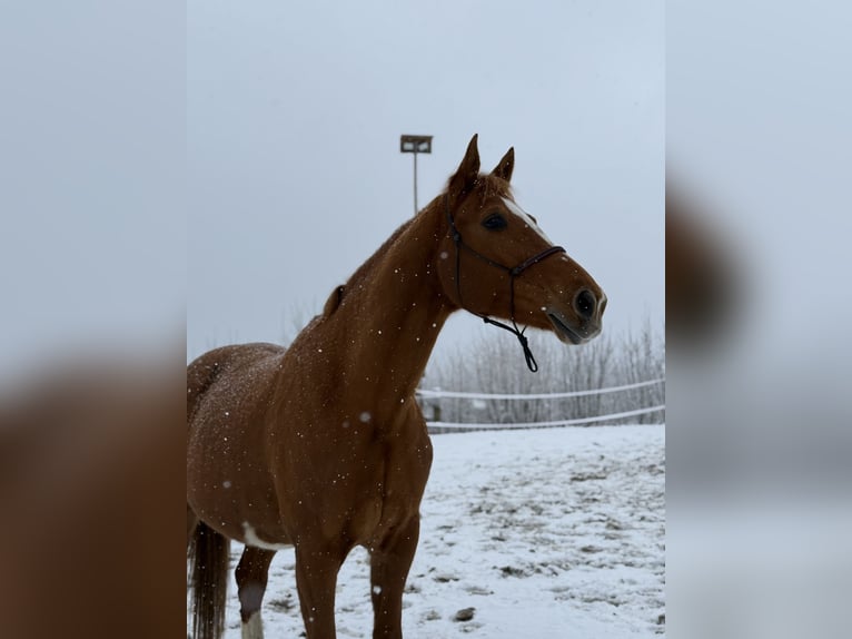 Plus de chevaux à sang chaud Jument 11 Ans 170 cm Alezan in Bad Zell