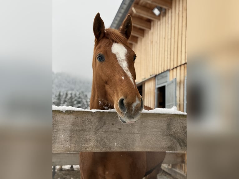 Plus de chevaux à sang chaud Jument 11 Ans 170 cm Alezan in Bad Zell