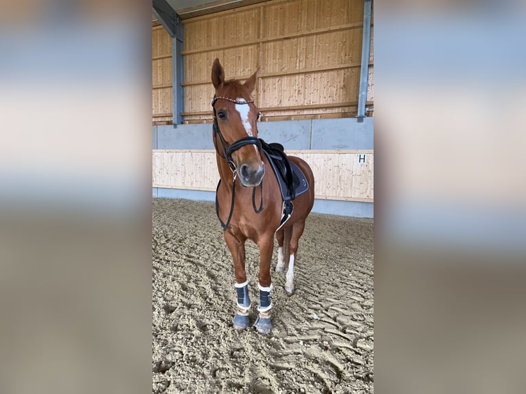 Plus de chevaux à sang chaud Jument 11 Ans 170 cm Alezan in Bad Zell