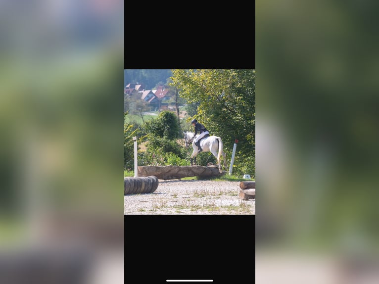 Plus de chevaux à sang chaud Croisé Jument 12 Ans 155 cm Gris in Graz Umgebung