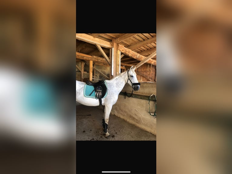 Plus de chevaux à sang chaud Croisé Jument 12 Ans 155 cm Gris in Graz Umgebung