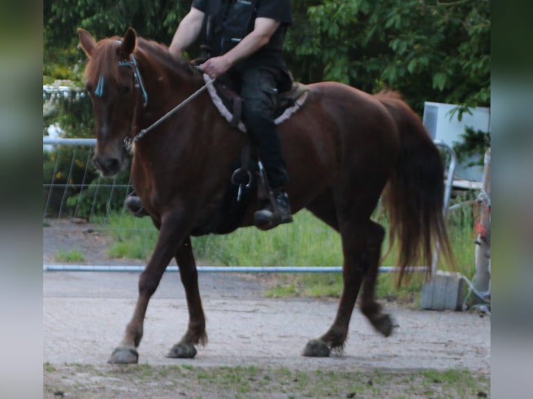 Plus de chevaux à sang chaud Jument 12 Ans 156 cm Alezan brûlé in Gemmerich