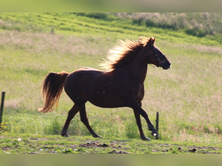 Plus de chevaux à sang chaud Jument 12 Ans 156 cm Alezan brûlé in Gemmerich