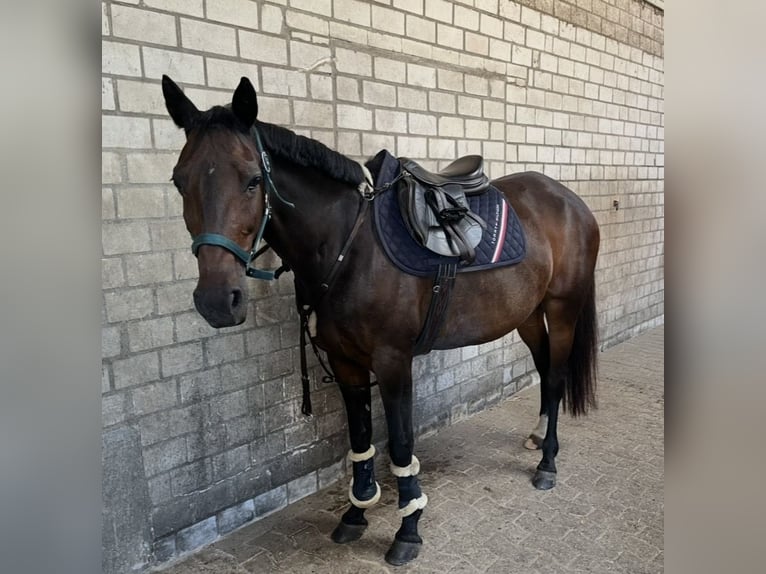 Plus de chevaux à sang chaud Jument 12 Ans 160 cm Bai brun in Vlotho